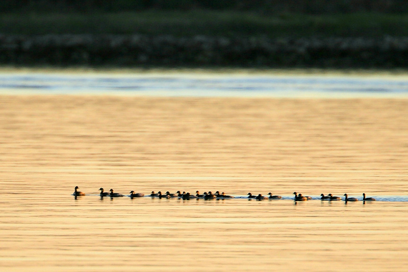 Eared Grebe