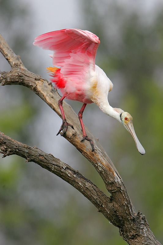 Roseate Spoonbill