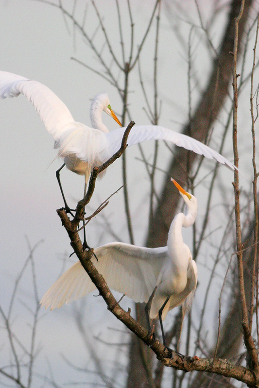 Great Egret