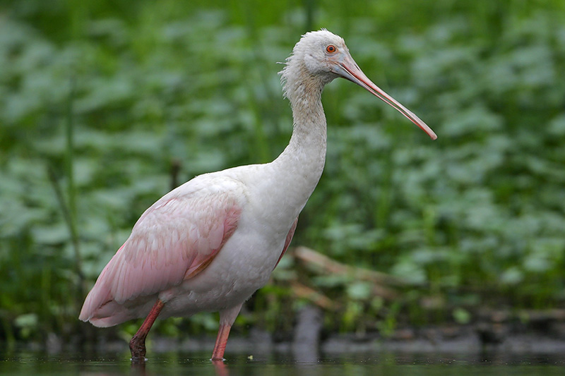 Roseate Spoonbill