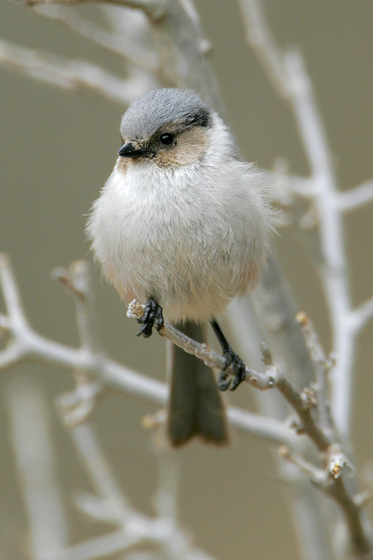 Bushtit