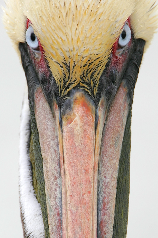 Brown Pelican