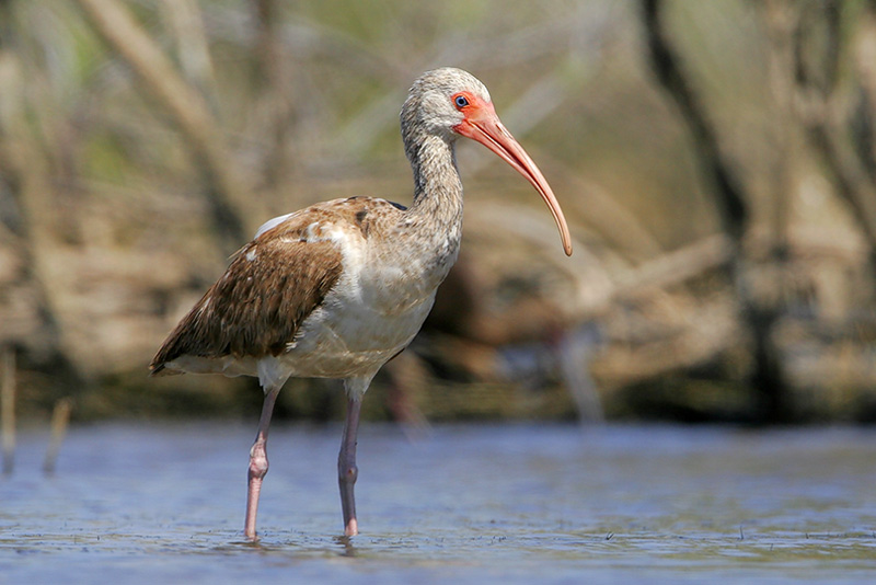 White Ibis