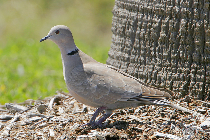 Eurasian Collared-Dove