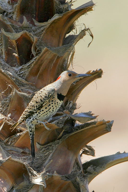 Northern Flicker