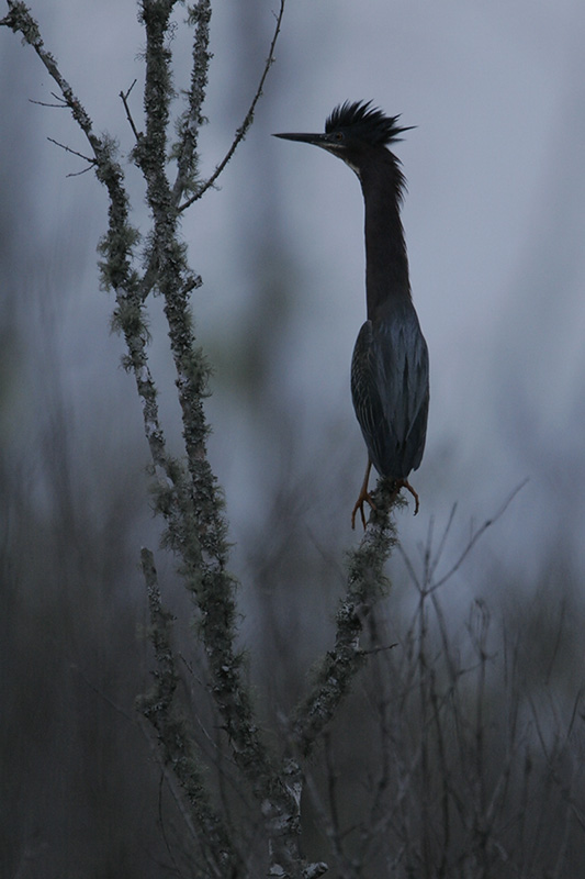 Green Heron