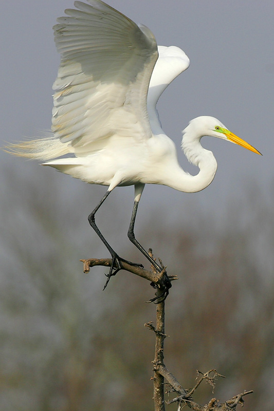 Great Egret