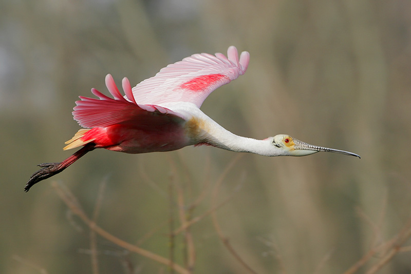 Roseate Spoonbill