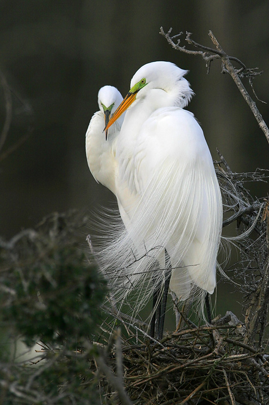 Great Egret