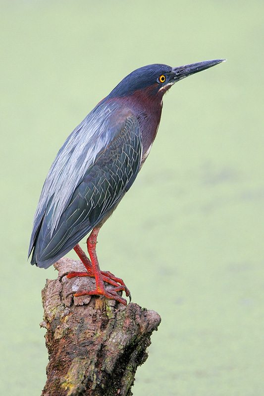 Green Heron