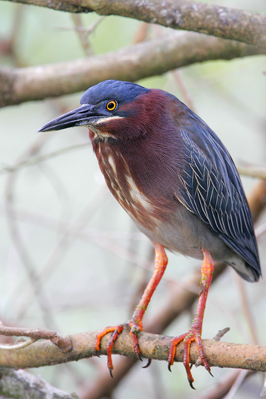 Green Heron