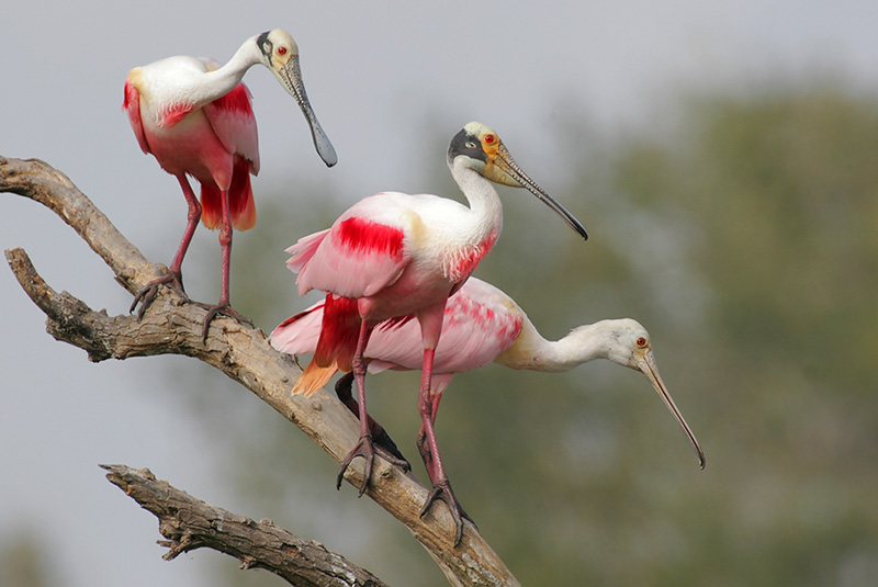 Roseate Spoonbill