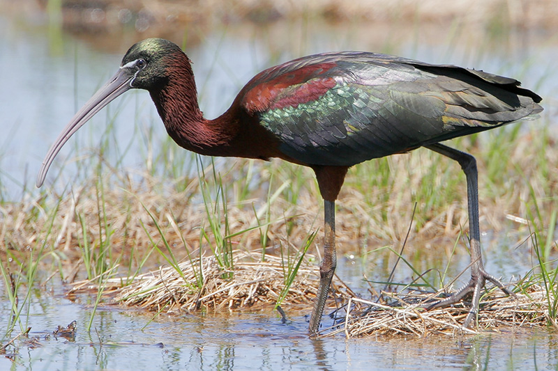 Glossy Ibis