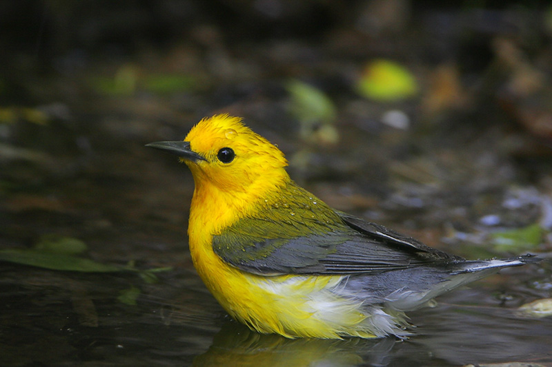 Prothonotary Warbler