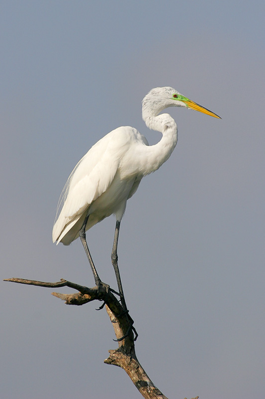 Great Egret