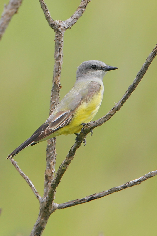 Western Kingbird