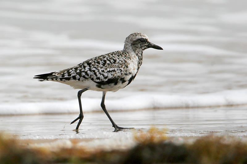 Black-bellied Plover