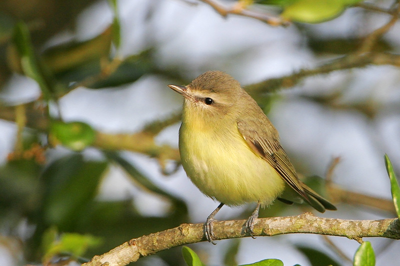 Philadelphia Vireo