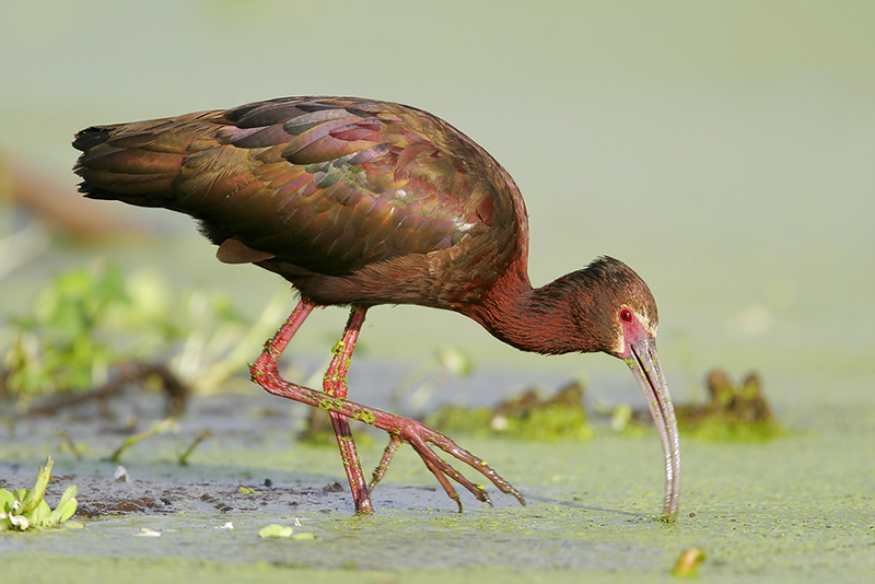 White-faced Ibis