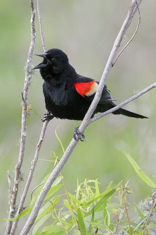 Red-winged Blackbird