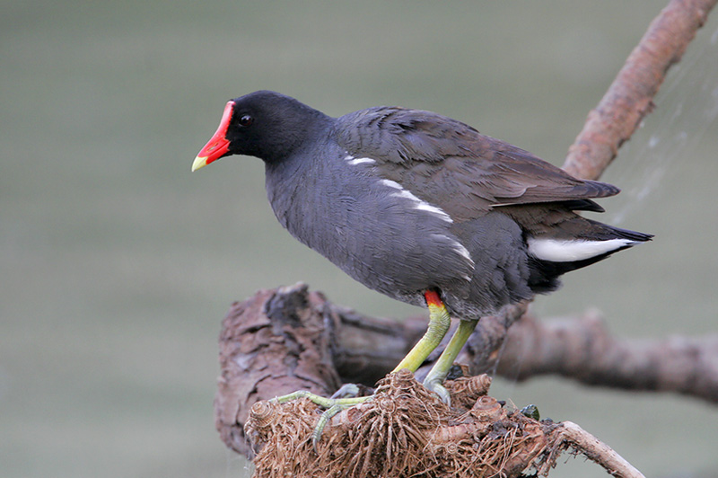 Common Moorhen