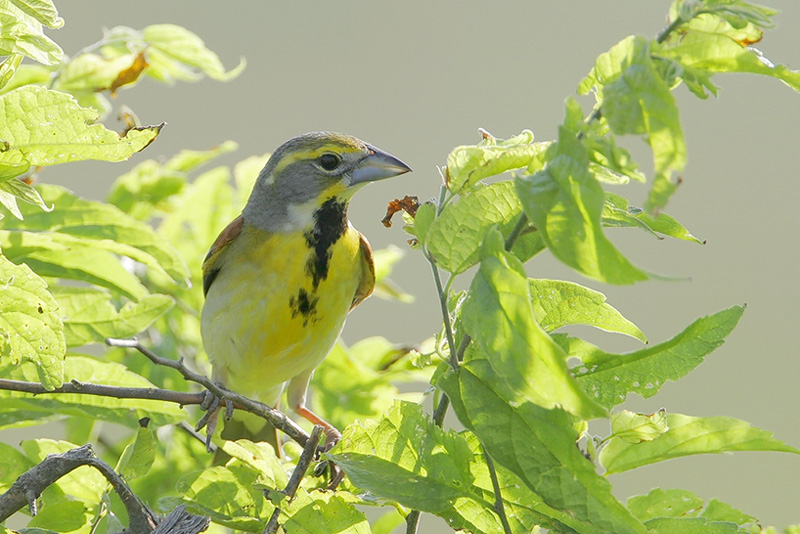 Dickcissel