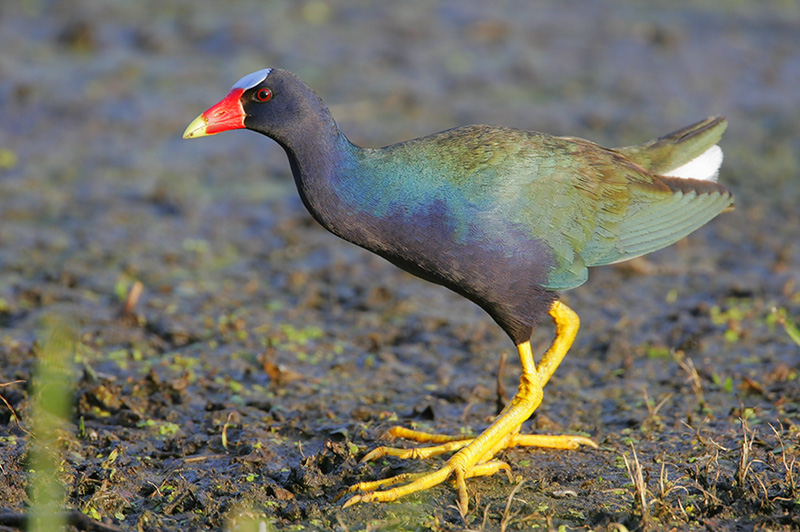 Purple Gallinule