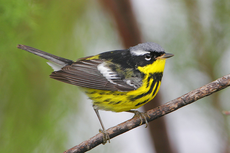 Magnolia Warbler