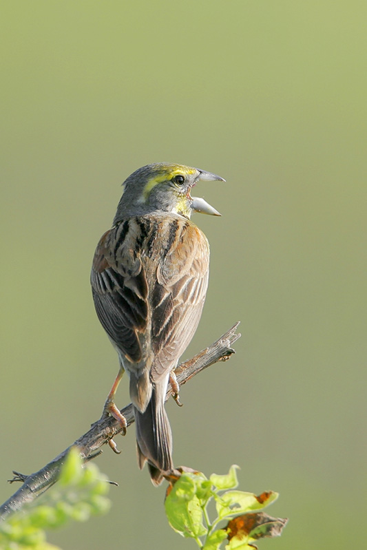 Dickcissel