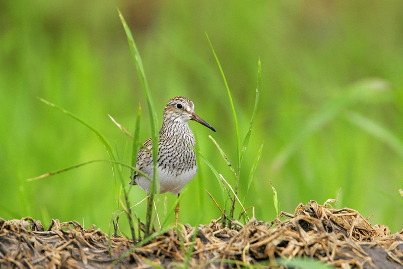 Pectoral Sandpiper