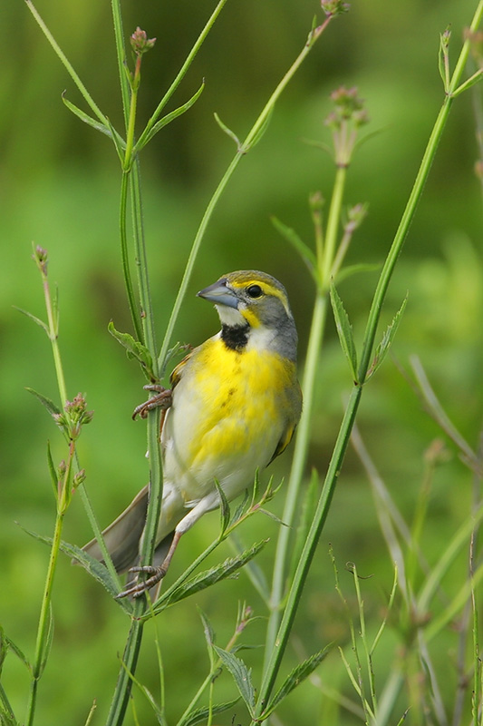 Dickcissel