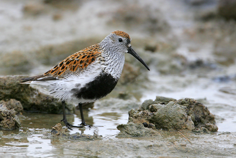 Dunlin