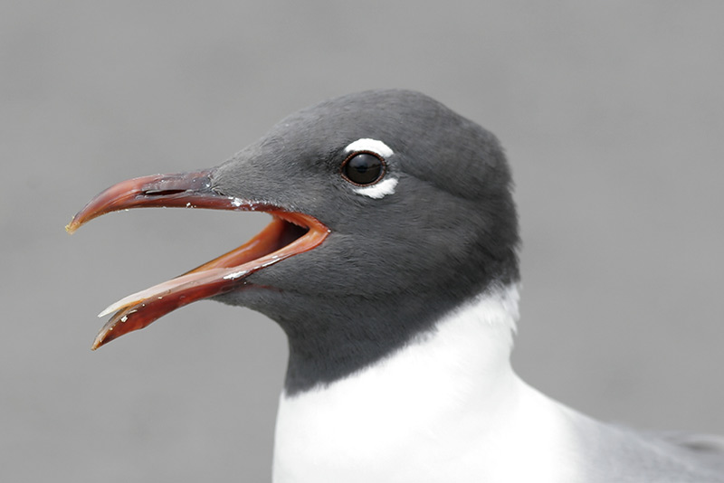 Laughing Gull