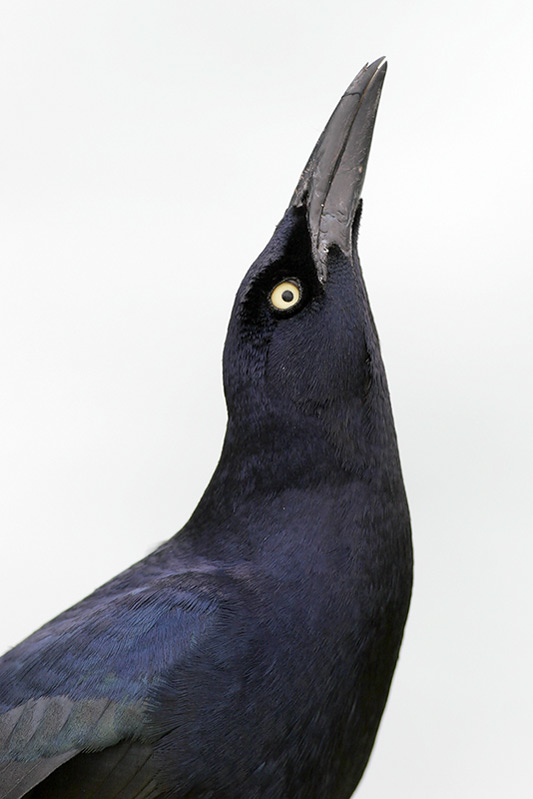 Great-tailed Grackle