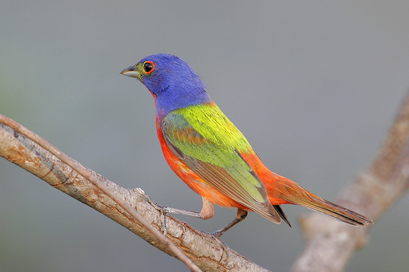 Painted Bunting