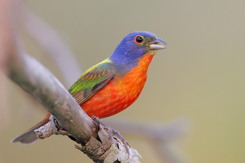 Painted Bunting