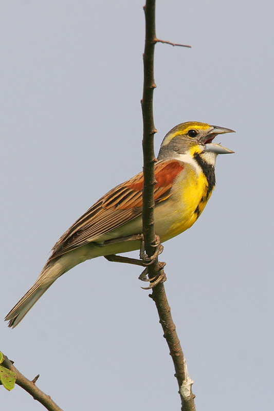 Dickcissel