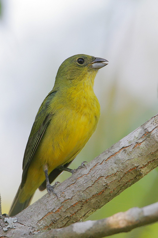Painted Bunting