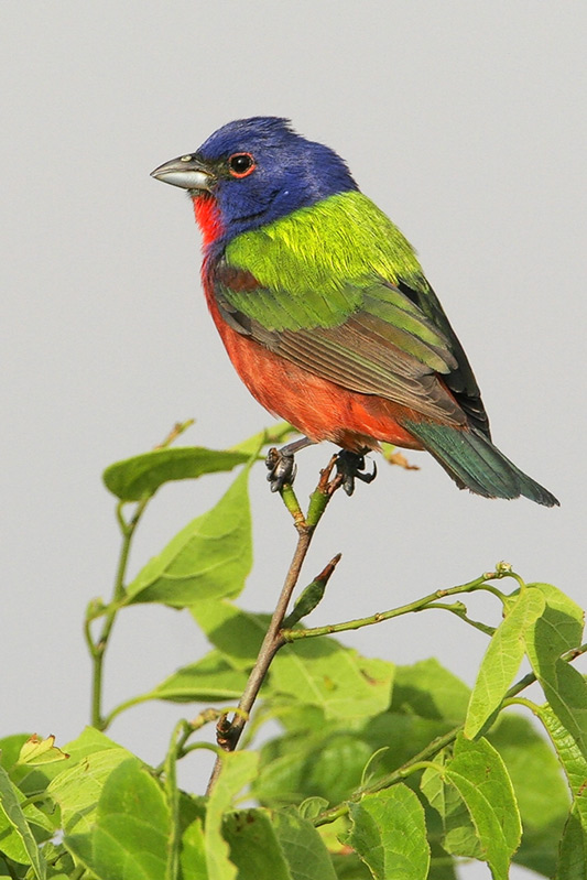 Painted Bunting
