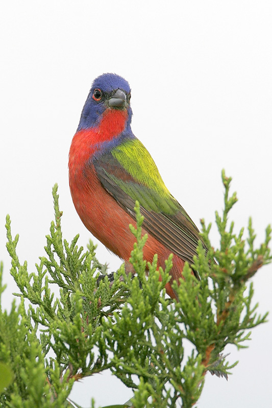 Painted Bunting