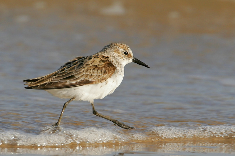 Semipalmated Sandpiper