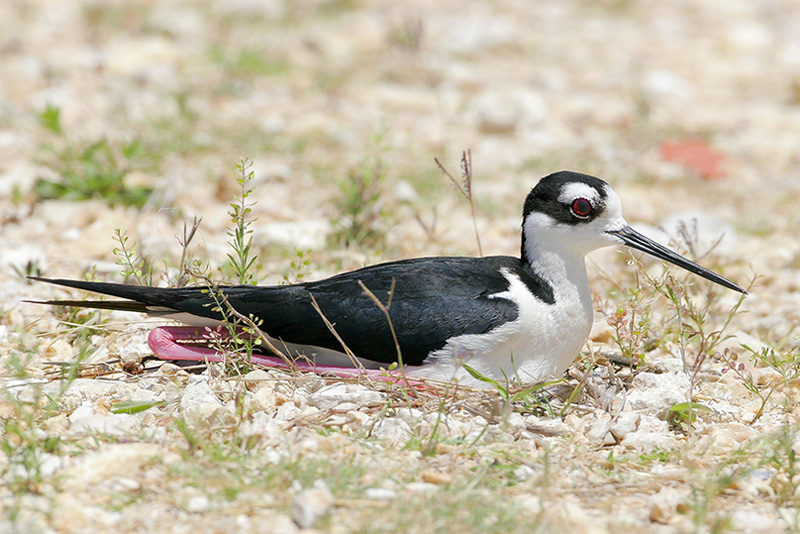 Black-necked Stilt