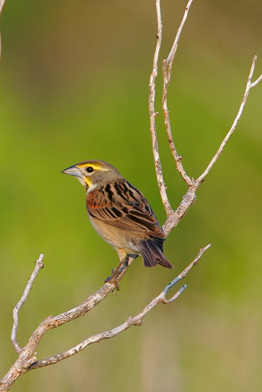 Dickcissel