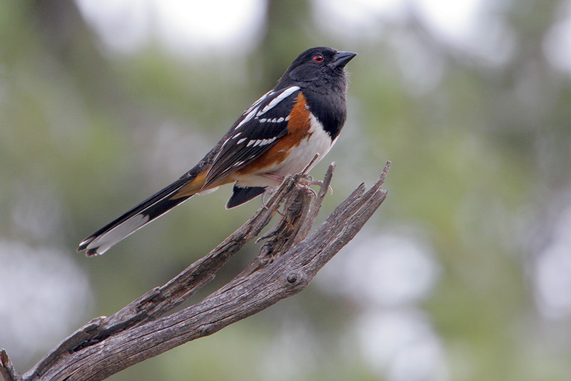 Spotted Towhee
