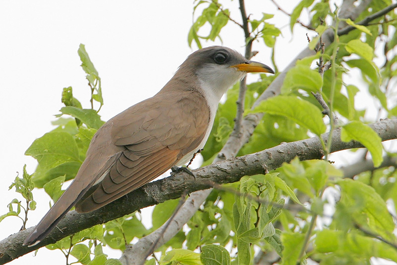 Yellow-billed Cuckoo