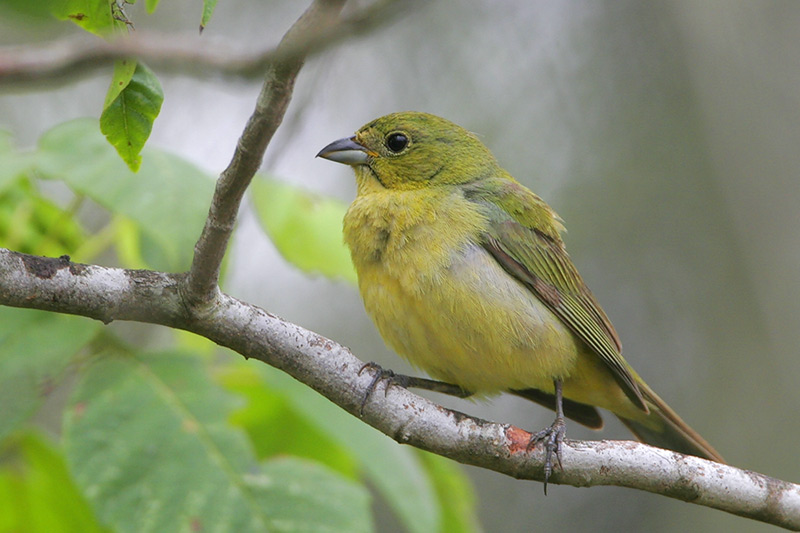 Painted Bunting