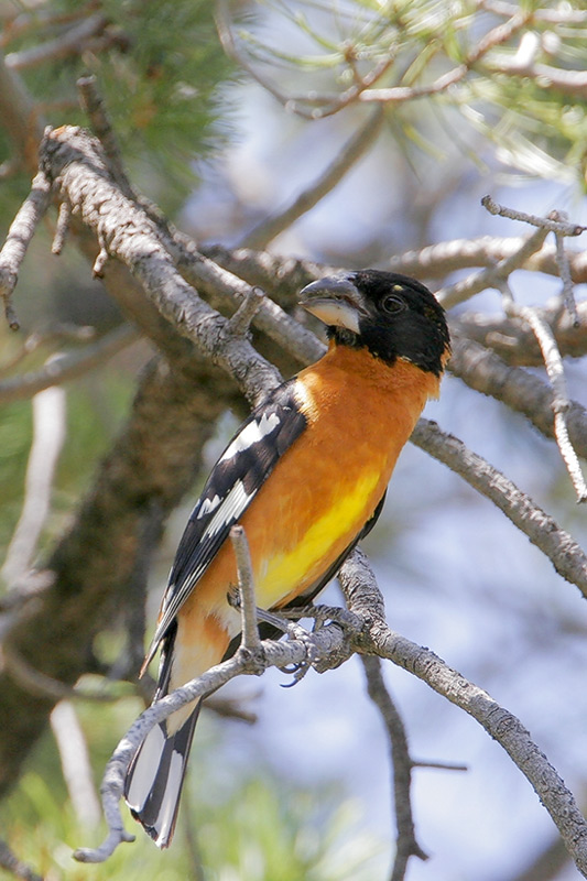 Black-headed Grosbeak