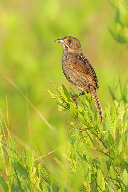 Seaside Sparrow