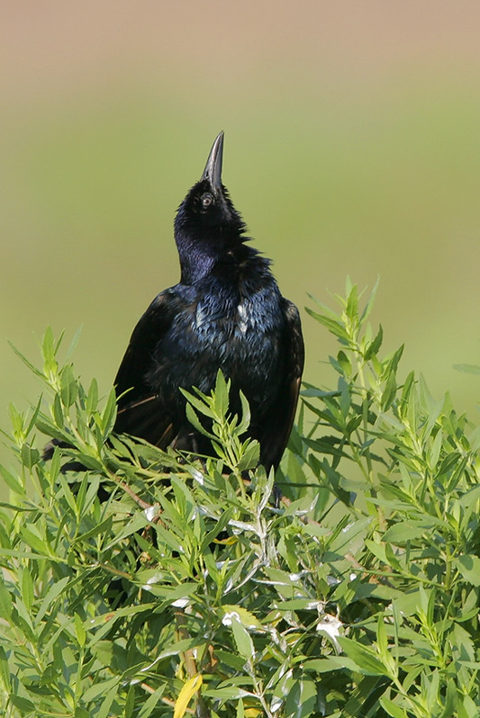 Boat-tailed Grackle