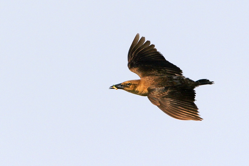 Boat-tailed Grackle